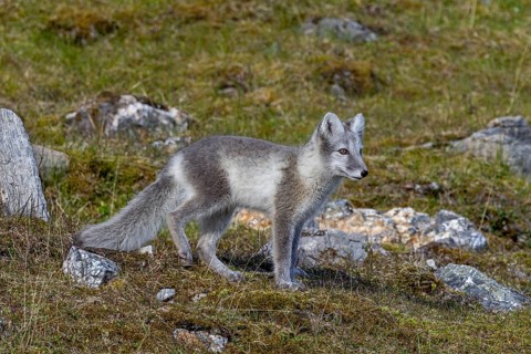 Arctic fox, polar fox (Vulpes lagopus) in summer coat foraging on the tundra, Svalbard,