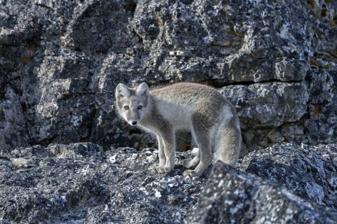 Arctic fox, polar fox (Vulpes lagopus) in summer coat foraging along rock face showing camouflage