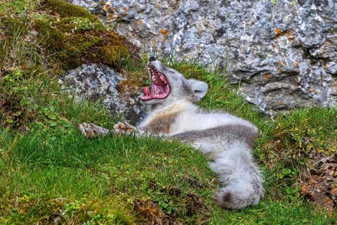 Arctic fox, polar fox (Vulpes lagopus) in summer coat resting on the tundra and showing teeth while