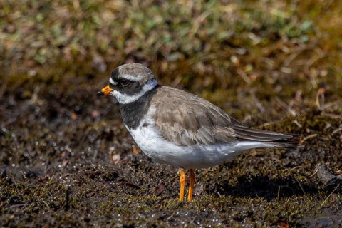 Common ringed plover (Charadrius hiaticula psammodromus) adult in breeding plumage foraging in
