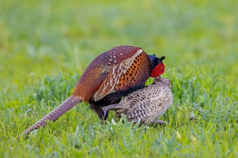 Common pheasant (Phasianus colchicus) male, cock mating with female, hen in field during the