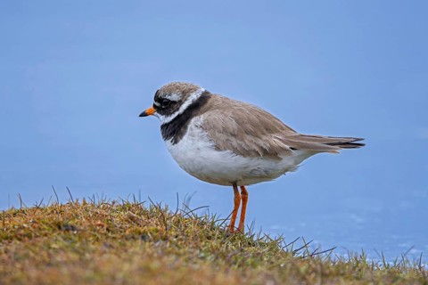 Common ringed plover (Charadrius hiaticula psammodromus) adult in breeding plumage foraging in