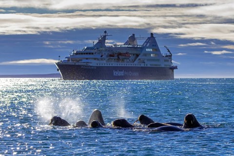 Walruses (Odobenus rosmarus) swimming in front of cruise ship Ocean Diamond from Iceland Pro