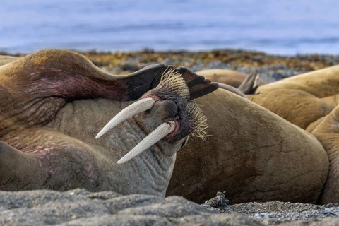 Atlantic walrus (Odobenus rosmarus) bulls, males resting at haulout, haul-out on beach along the