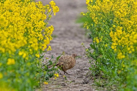 Common pheasant (Phasianus colchicus) female, hen foraging in rape field showing camouflage colours