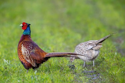 Common pheasant (Phasianus colchicus) adult male, cock and female, hen foraging in field during the