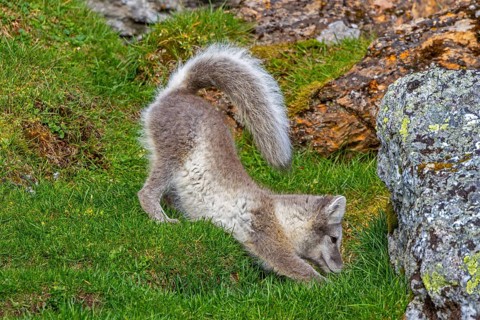 Arctic fox, polar fox (Vulpes lagopus) in summer coat stretching limbs on the tundra showing