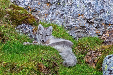 Arctic fox, polar fox (Vulpes lagopus) in summer coat resting in front of rock on tundra showing