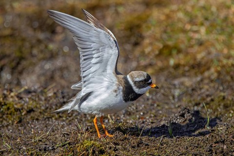 Common ringed plover (Charadrius hiaticula psammodromus) adult in breeding plumage stretching wings