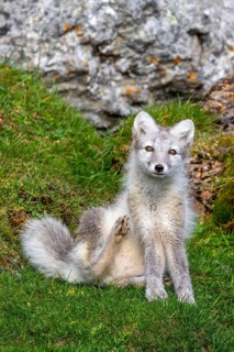 Arctic fox, polar fox (Vulpes lagopus) in summer coat sitting in front of rock on tundra showing