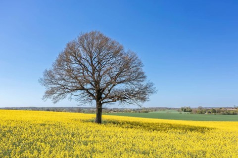 Aerial view over solitary common oak, pedunculate oak, English oak (Quercus robur) tree with bare