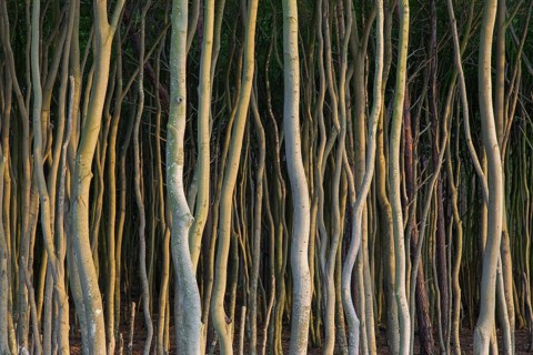 Beech trees with twisted trunks at DarÃŸ, Darss west coast, Fischland-DarÃŸ-Zingst, Western