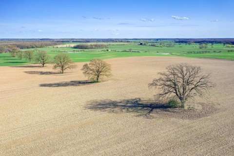 Aerial view over row of common oaks, pedunculate oak, English oak (Quercus robur) trees with bare