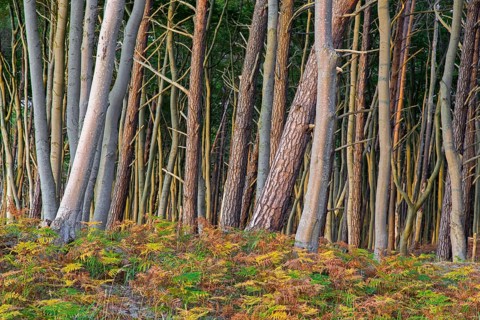 Beech trees and bracken in autumn at DarÃŸ, Darss west coast, Fischland-DarÃŸ-Zingst, Western
