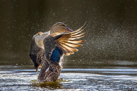 Mallard, wild duck (Anas platyrhynchos) adult female flapping wings while swimming in pond in late