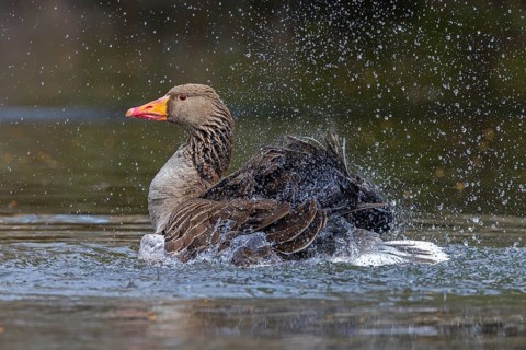 Greylag goose, graylag goose (Anser anser) bathing by splashing water with wings in pond in spring