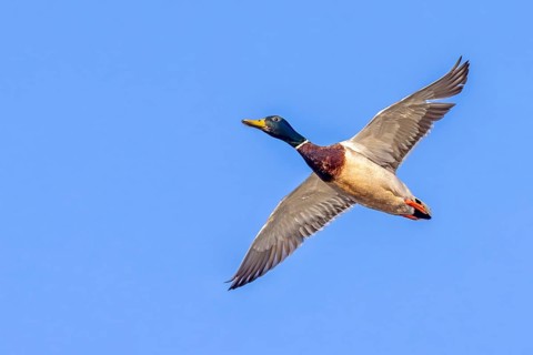 Mallard, wild duck (Anas platyrhynchos) adult male, drake in flight against blue sky in spring