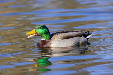 Mallard, wild duck (Anas platyrhynchos) adult male, drake calling while swimming in pond in spring