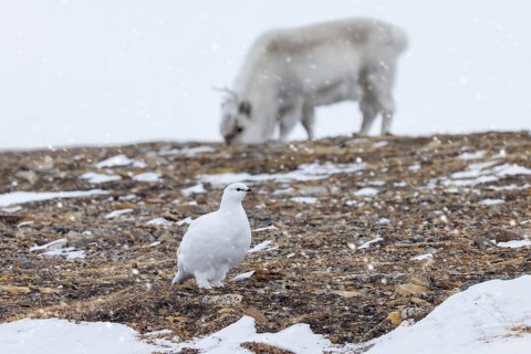 Rock ptarmigan (Lagopus muta) female, hen in white winter plumage and Svalbard reindeer foraging on