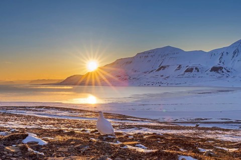 Midnight sun and rock ptarmigan (Lagopus muta) female, hen in white winter plumage foraging on snow