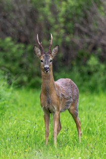 European roe deer (Capreolus capreolus) adult buck, male foraging in grassland, meadow at forest