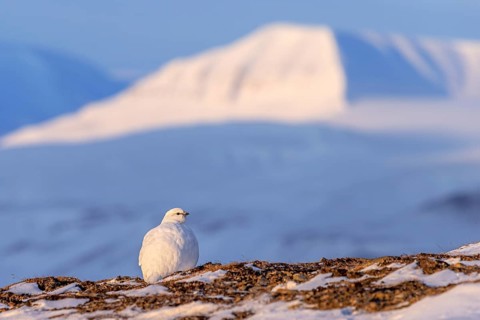 Rock ptarmigan (Lagopus muta) female, hen in white winter plumage foraging in snow covered mountain
