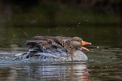 Greylag goose, graylag goose (Anser anser) calling while bathing by splashing water with wings in