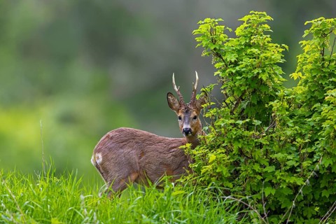 European roe deer (Capreolus capreolus) adult buck, male foraging in grassland, meadow at forest