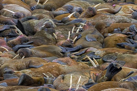 Atlantic walruses (Odobenus rosmarus) colony resting at terrestrial haulout / haul-out on beach