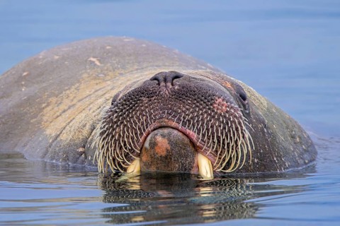 Walrus (Odobenus rosmarus) close-up of young male / bull showing whiskers while swimming in the