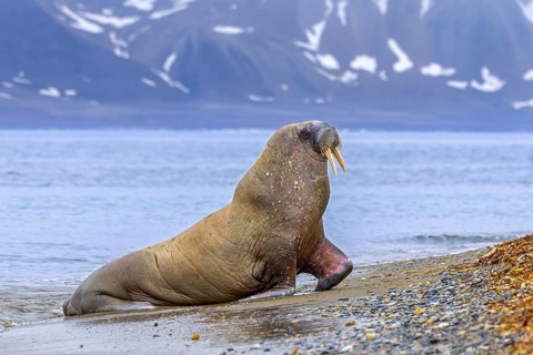 Walrus (Odobenus rosmarus) adult male / bull leaving water of the Arctic Ocean and hauling out on