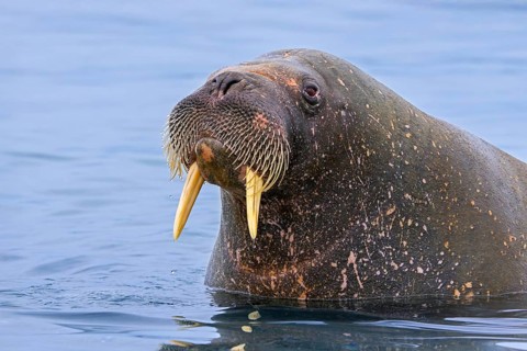 Walrus (Odobenus rosmarus) close-up of young male / bull with small tusks swimming in the Arctic