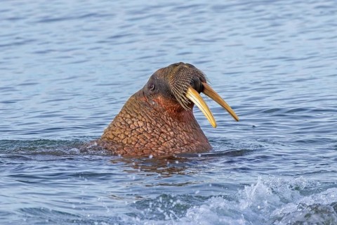 Atlantic walrus (Odobenus rosmarus) adult male / bull at sea showing tusks and whiskers in the