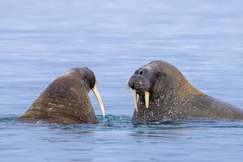 Two Atlantic walruses (Odobenus rosmarus) swimming in the Arctic Ocean along the Svalbard coast,