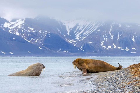 Two walruses (Odobenus rosmarus) adult males / bulls leaving water of the Arctic Ocean and hauling