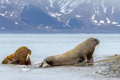 Two walruses (Odobenus rosmarus) leaving water of the Arctic Ocean and hauling out on beach along