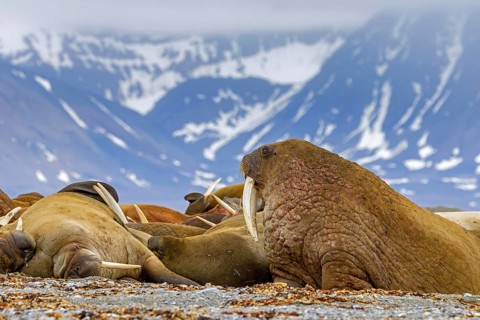 Atlantic walruses (Odobenus rosmarus) colony resting at terrestrial haulout, haul-out on beach