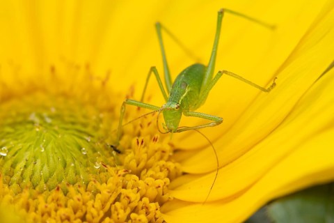 Speckled bush cricket (Leptophyes punctatissima) adult insect on a garden Sunflower flower in the