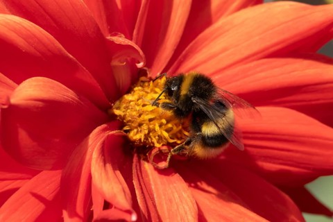 Buff tailed bumble bee (Bombus terrestris) adult insect feeding on garden Dahlia flower in the