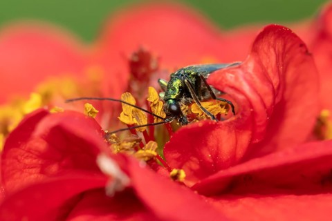 Thick-legged flower beetle (Oedemera nobilis) adult insect feeding on a garden red Geum flower in
