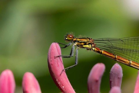 Large red damselfly (Pyrrhosoma nymphula) adult insect on a garden Clematis flower in the summer,