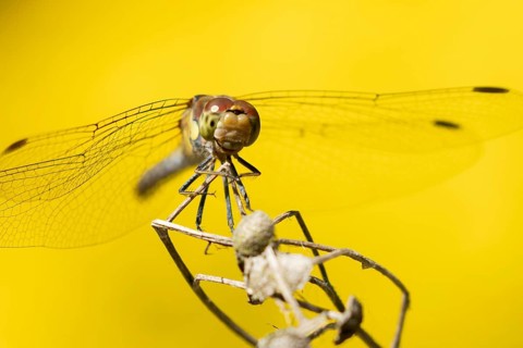 Common darter dragonfly (Sympetrum striolatum) adult insect on a plant seedhead in summer, England,