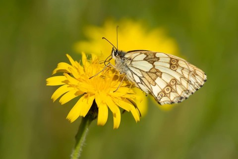 Marbled white butterfly (Melanargia galathea) adult insect feeding on a Hawksbit flower in the