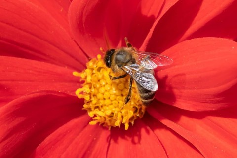 Honey bee (Apis mellifera) adult insect feeding on a garden Dahlia flower in the summer, England,