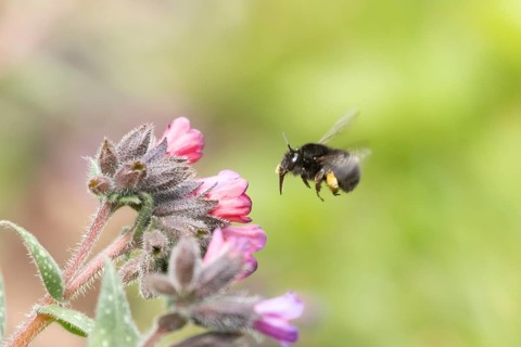Ashy mining bee (Andrena cineraria) adult insect flying towards a garden flower, England, United