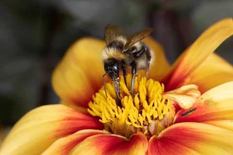 Common carder bumble bee (Bombus pascuorum) adult insect on a garden Dahlia flower in the summer,