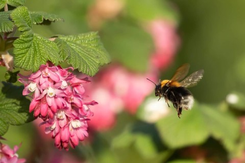Garden bumble bee (Bombus hortorum) adult insect flying towards a garden flowering current flowers