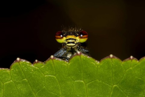 Large red damselfly (Pyrrhosoma nymphula) adult insect on a garden plant leaf in the summer,