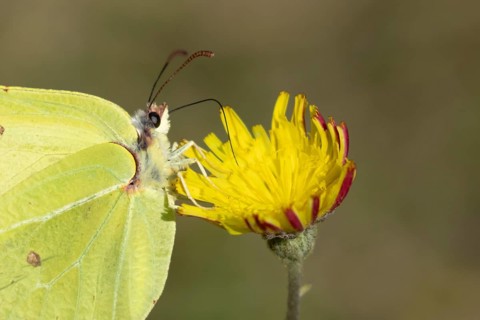 Brimstone butterfly (Gonepteryx rhamni) adult male insect feeding on a Hawksbit flower in the