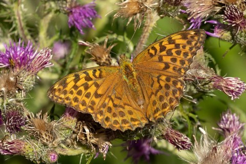 Silver-washed fritillary butterfly (Argynnis paphia) adult insect on a Thistle flower in the